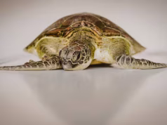 Siete hitos que nos devuelven la esperanza: las buenas noticias de 2025