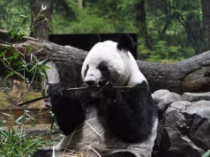 La tensión con China terminó con la diplomacia de los pandas y dejó a Japón sin estos osos