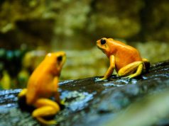 Epibatidina: la toxina de una rana con la que Rusia mató a Navalni según cinco países